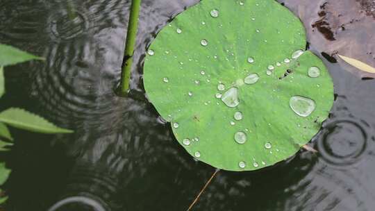 济南夏季大明湖，雨中荷花盛开娇艳醉人