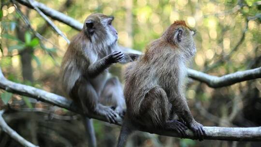丛林里树上的两只猴子视频素材模板下载