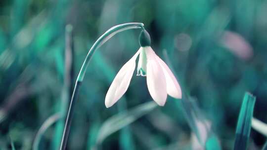 雪花莲花