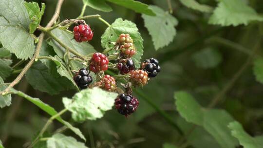 水果苹果梨子葡萄蓝莓 树木树叶花果实特写