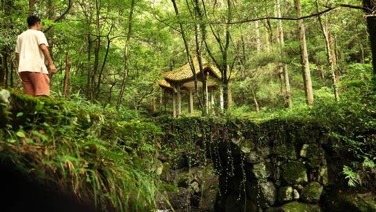 杭州临安西天目山里的百年银杏树和台阶