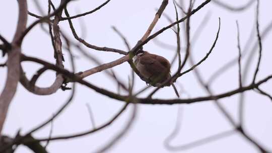 鸟鸟儿鸟类小鸟站在树枝上