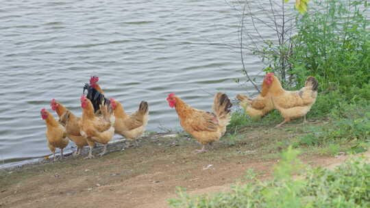 农村池塘河畔散养土鸡柴鸡