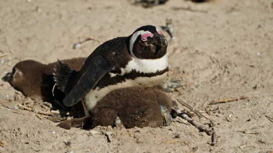巨石海滩上的非洲企鹅家庭