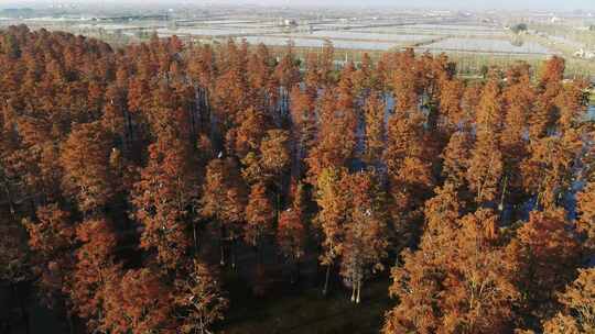 湖北涨渡湖秋天湿地树木白鹭航拍