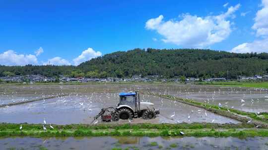 生态田园白鹭与农耕视频素材模板下载