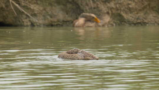 散养鸭子在池塘水底淤泥觅食