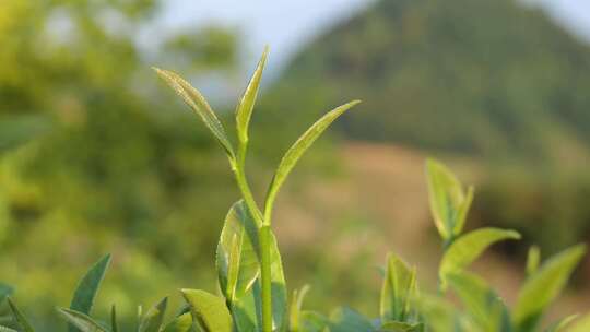 茶叶 采茶 红茶 绿茶 春茶 茶 有机茶