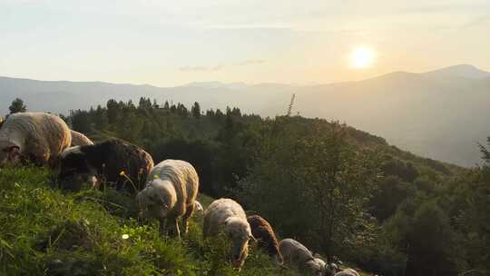 一群绵羊在郁郁葱葱的绿色山坡上吃草视频素材模板下载