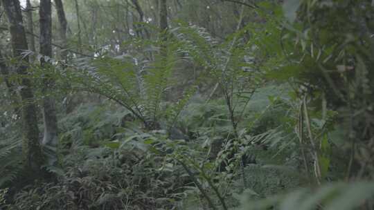 4K野生植物 