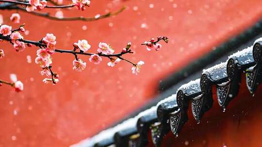 冬天古建筑红墙屋檐下的腊梅雪花飘落