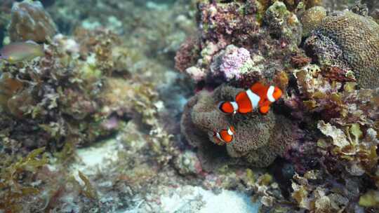 海洋海底小丑鱼海洋生物