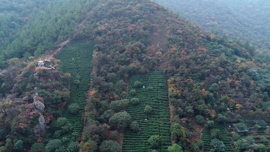 秋天秋叶秋景山林山枫叶唯美凉亭航拍