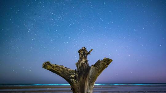 威海初村北海沙滩上的树根星空延时4K