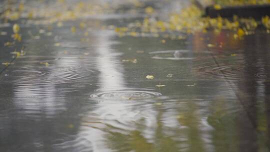 地面积水雨滴银杏落叶伤感素材视频素材模板下载
