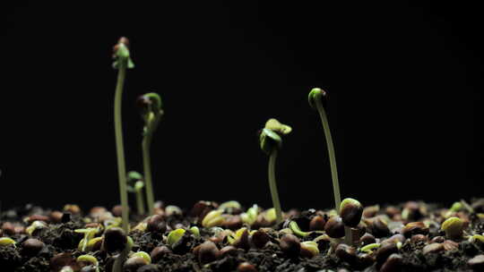 植物种子生根发芽生长动画视频素材模板下载