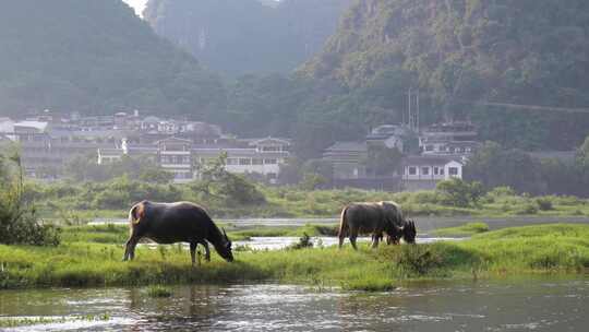 河边水牛吃草 养牛 放牛 牛吃草视频素材模板下载