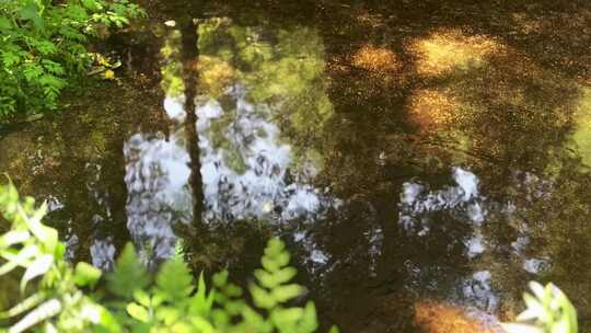 森林溪流倒影山涧流水 大自然疗愈 天然氧吧