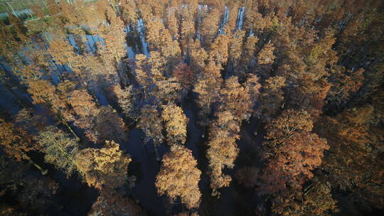 湖北涨渡湖航拍秋天水上森林湿地候鸟飞翔