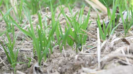 麦苗 田地 绿色 植物 农业作物 自然生态