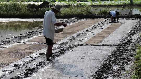 农民撒播水稻种子春天立春雨水芒种小满稻谷