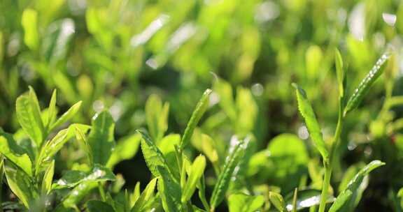 （合集）阳光雨露雨水茶园茶叶采茶慢镜