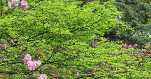 春天唯美枫树枫叶枫树花  苏州大学春景