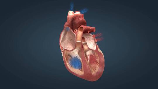 心脏功能人体血液循环原理医疗三维动画15