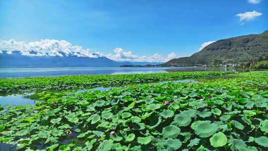 大理苍山洱海荷花HDR航拍视频素材模板下载