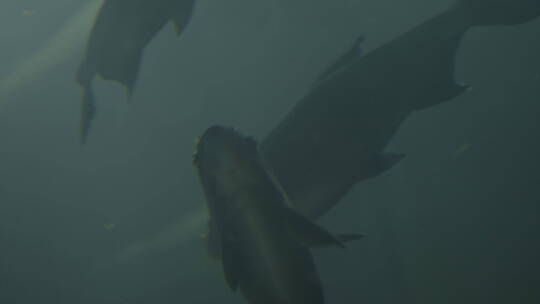 海底世界深海鱼群潜水摄影