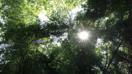 竹林视频素材竹子背景绿色竹叶太阳光斑竹林