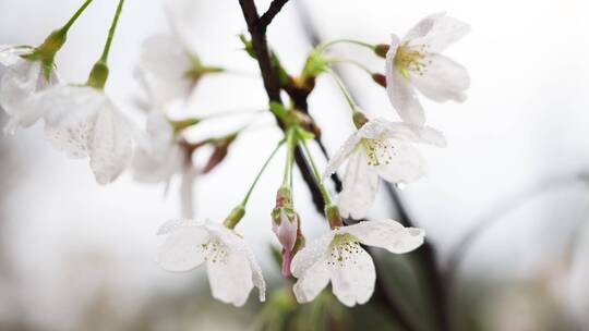 春天盛开的花朵