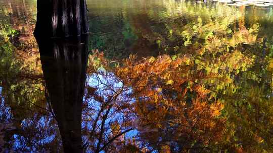 秋天南京燕雀湖水杉树的水中倒影