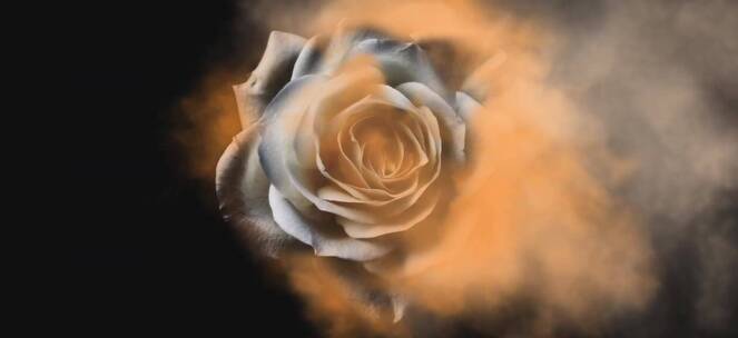 唯美抽象 玫瑰动画合成 视频背景素材