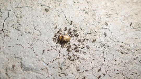 蚂蚁吃虫子团队狩猎