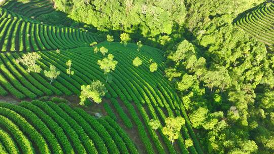 航拍茶山茶园