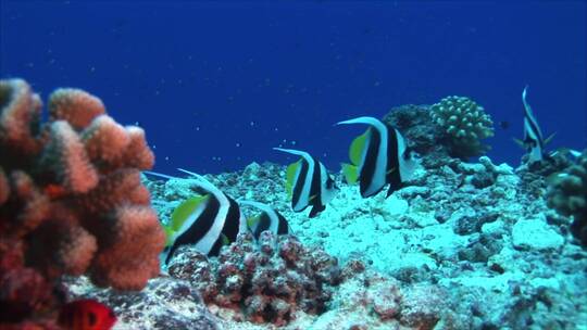 海底的热带鱼