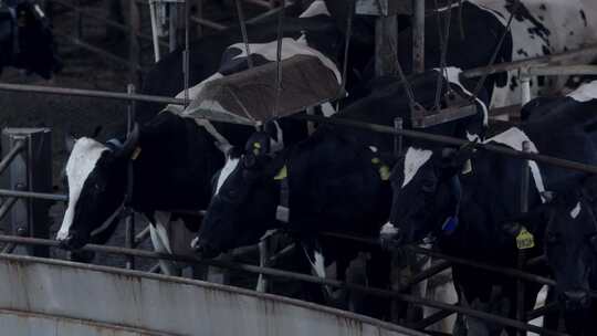 现代奶牛场内部奶牛及自动化挤奶产线视频素材模板下载