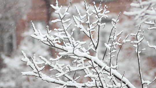 白雪覆盖的树木森林冬季景观