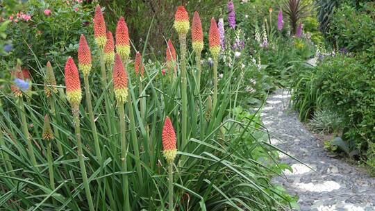 【精品】花园小道花香花巷绿植花海