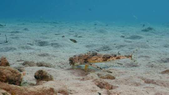 飞行Gurnard，海洋，水下，海底