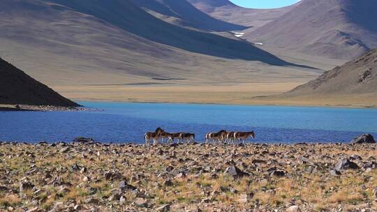 西藏阿里无人区湖边的藏野驴群视频素材模板下载