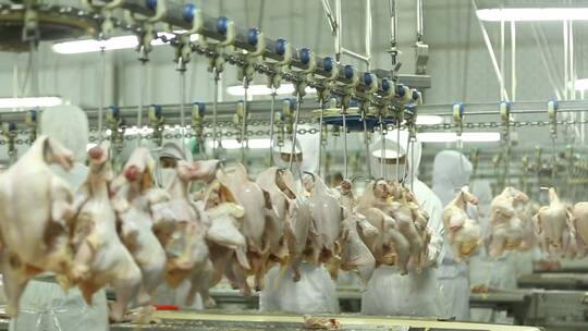 肉禽屠宰加工生产线