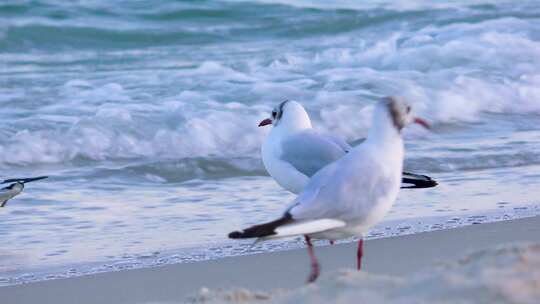 海边海浪沙滩上的海鸥