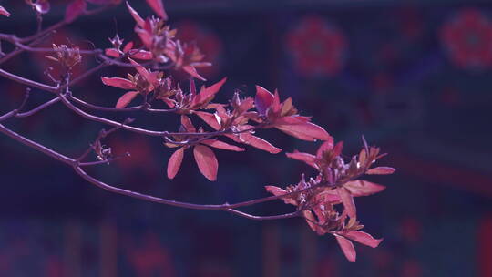 红树叶 树枝 随风摇摆 韩式寺庙屋檐视频素材模板下载