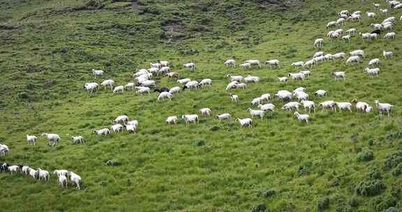 祁连山草原羊群羔羊戈壁滩羊 高山羊