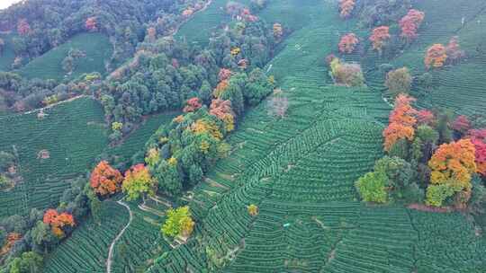 唯美杭州西湖龙井茶文化景区航拍茶园地茶叶