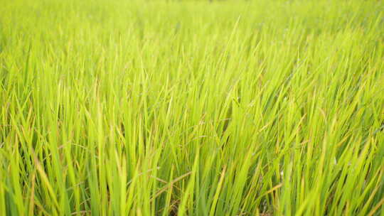 稻谷 稻穗 稻子谷子