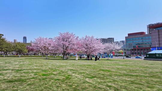 青岛春天樱花赏春视频素材模板下载