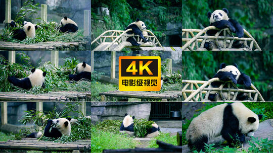 大熊猫在吃竹子视频素材模板下载